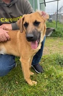 Bungee, an adopted mixed breed in Reedsport, OR image 4/6