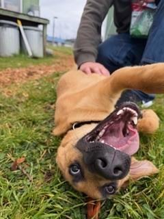 Bungee, an adopted mixed breed in Reedsport, OR image 5/6