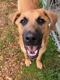 Bungee, an adopted mixed breed in Reedsport, OR image 1/6