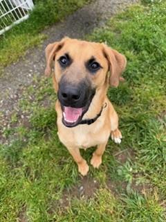 Bungee, an adopted mixed breed in Reedsport, OR image 3/6