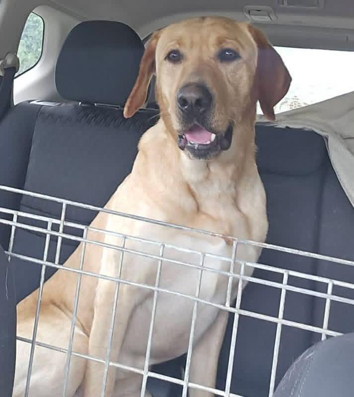Abel, ADOPTABLE, Adult Male Labrador Retriever.