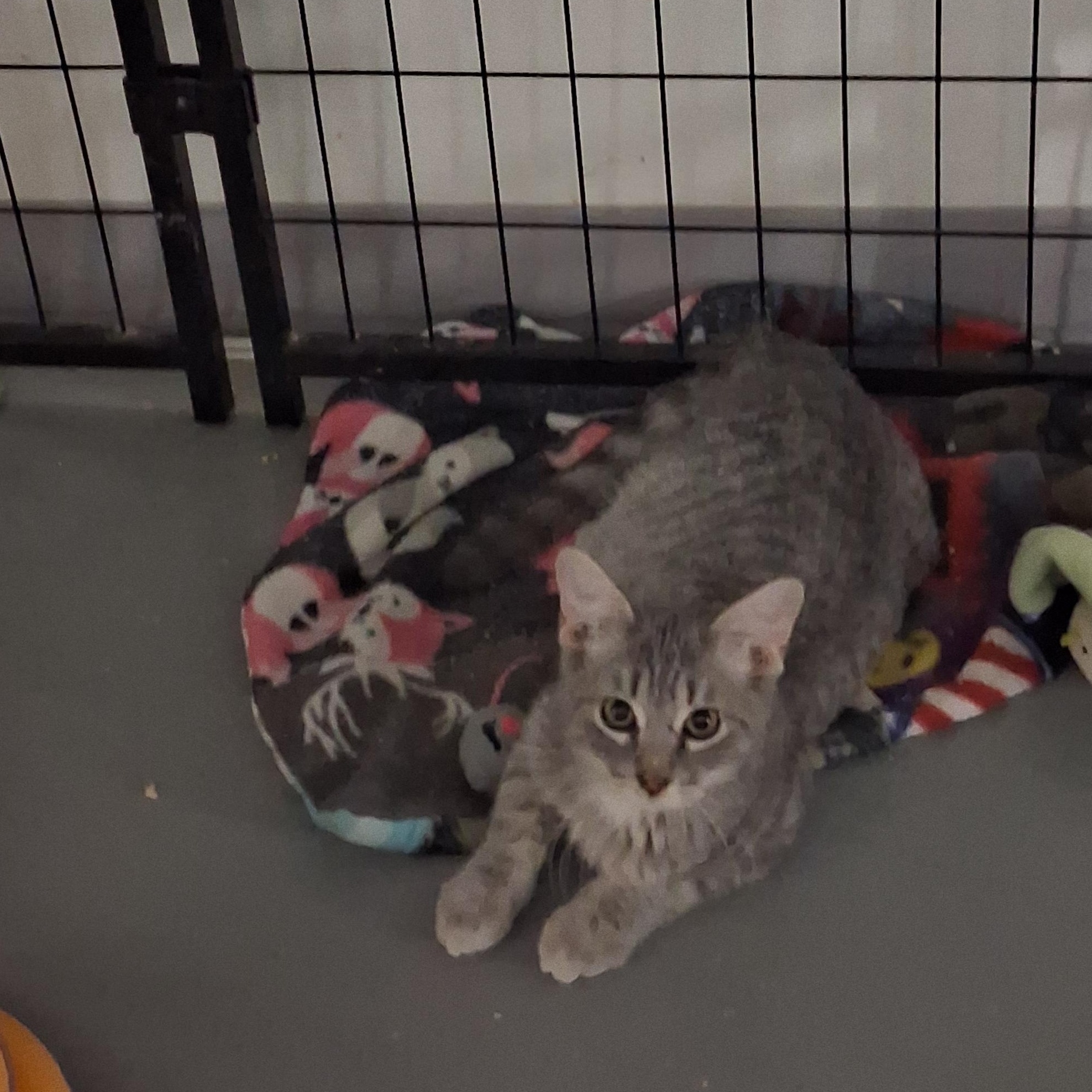 Cashew, Adoptable, Kitten Male Domestic Short Hair.