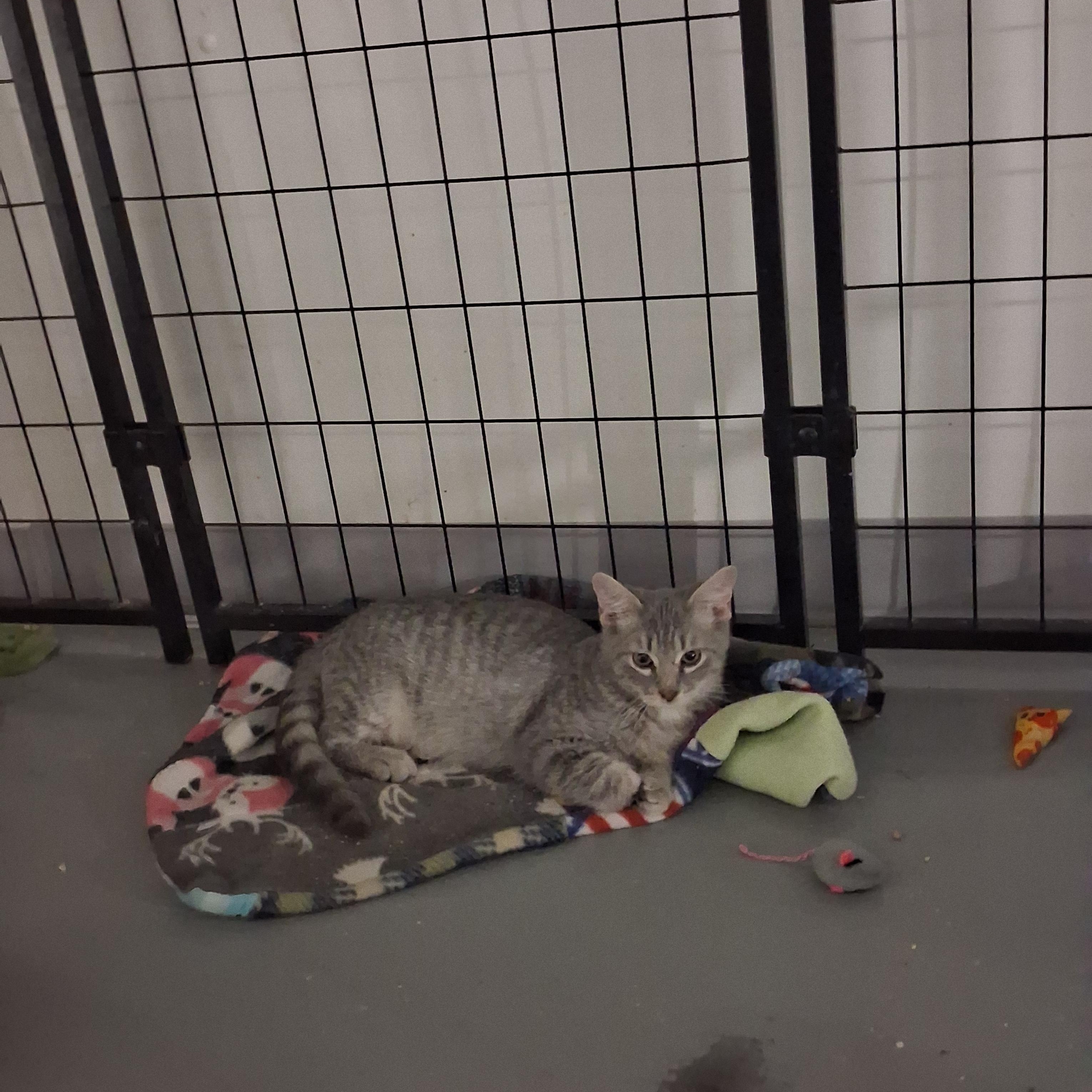 Enlarge Cashew, a Adoptable Domestic Short Hair in Iowa Falls, IA image 2/3