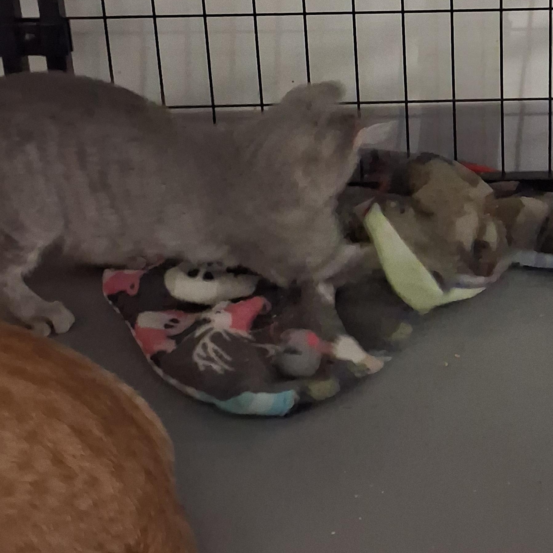 Enlarge Cashew, a Adoptable Domestic Short Hair in Iowa Falls, IA image 3/3