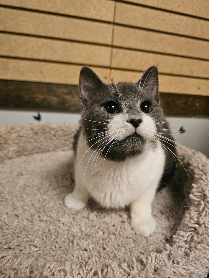 Neptune, Adoptable, Young Male Domestic Short Hair.