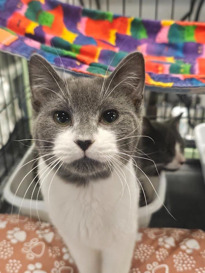 Neptune, a Adoptable mixed breed in St. Cloud, MN image 2/4