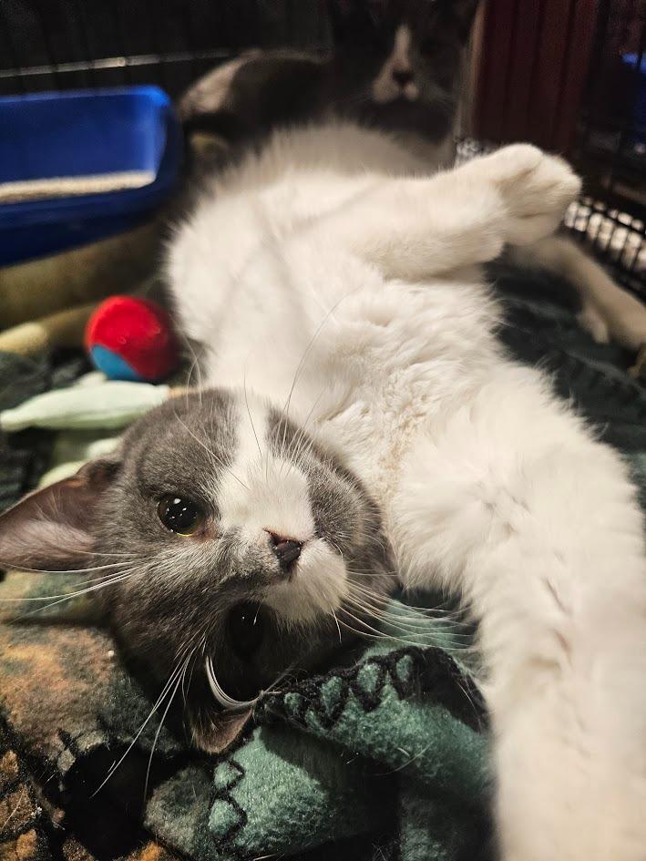 Neptune, a Adoptable mixed breed in St. Cloud, MN image 3/4