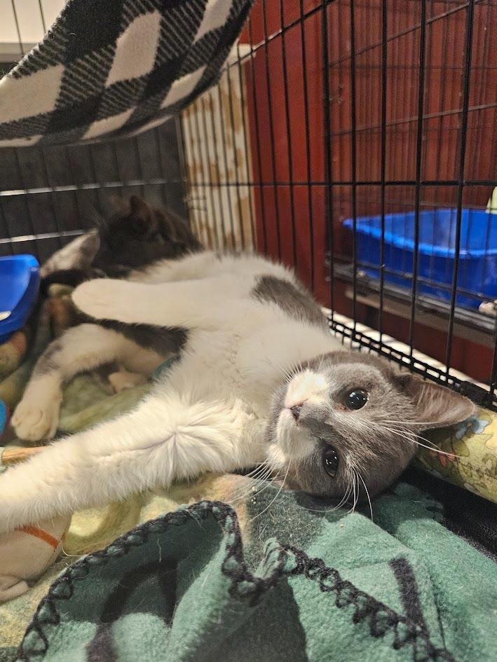 Neptune, a Adoptable mixed breed in St. Cloud, MN image 4/4
