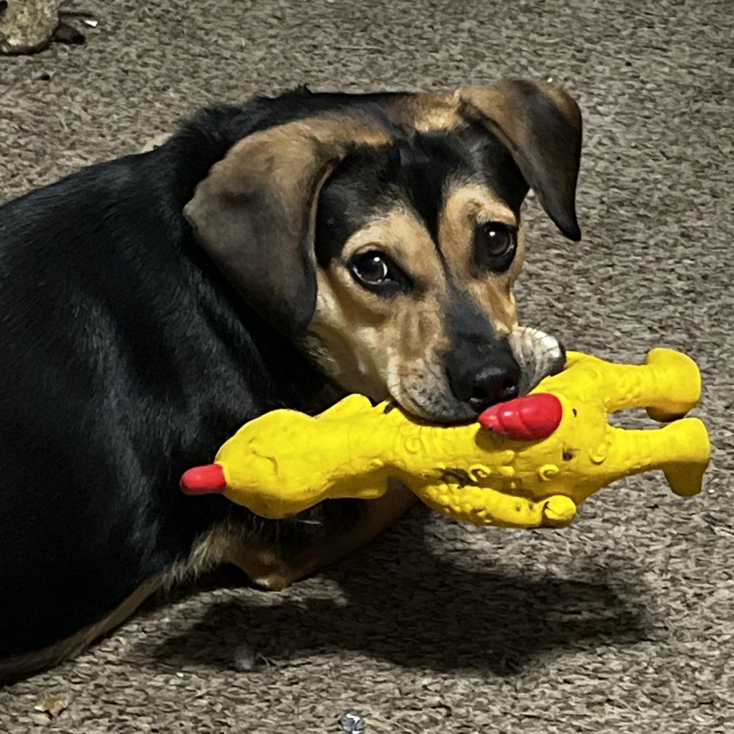 Enlarge Shiloh, a Adoptable mixed breed in Springboro, OH image 1/2