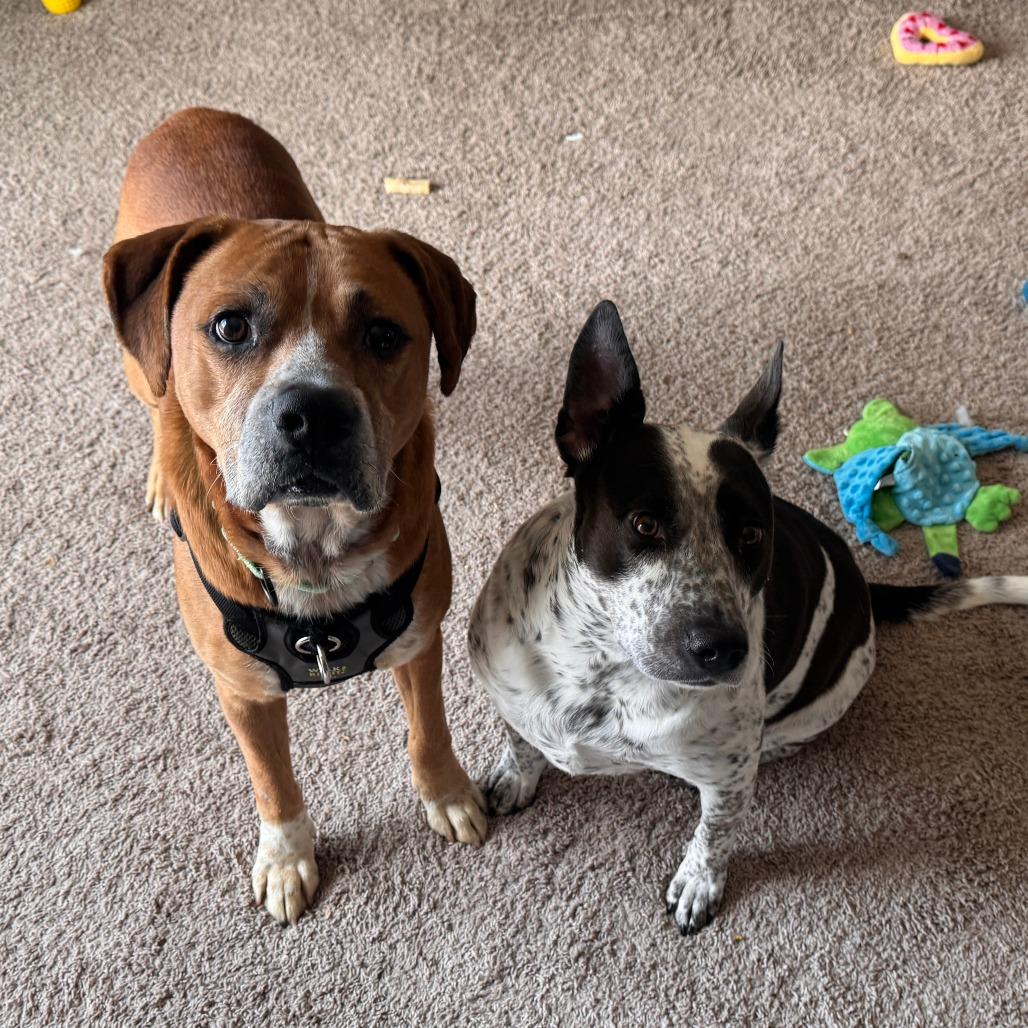 Enlarge Jax, a Adoptable mixed breed in Muscatine, IA image 1/6