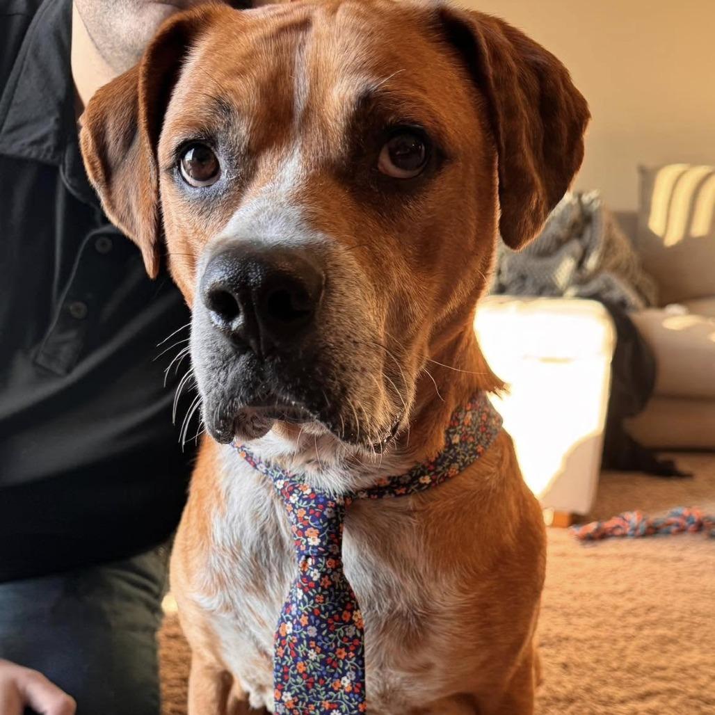 Enlarge Jax, a Adoptable mixed breed in Muscatine, IA image 4/6