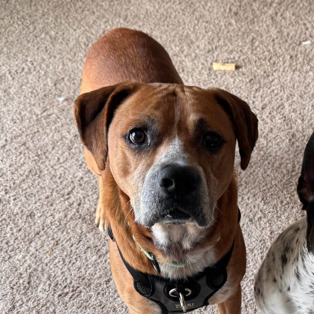 Enlarge Jax, a Adoptable mixed breed in Muscatine, IA image 5/6