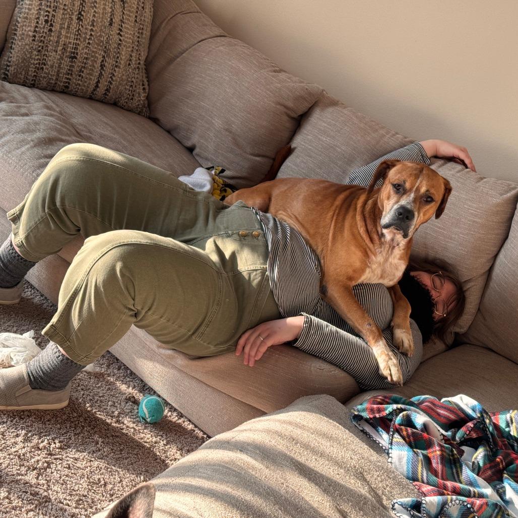 Enlarge Jax, a Adoptable mixed breed in Muscatine, IA image 6/6