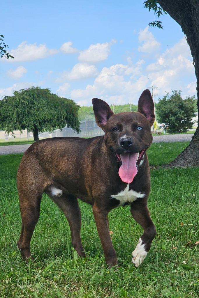 Bear, Adopted, Adult Male Pit Bull Terrier.