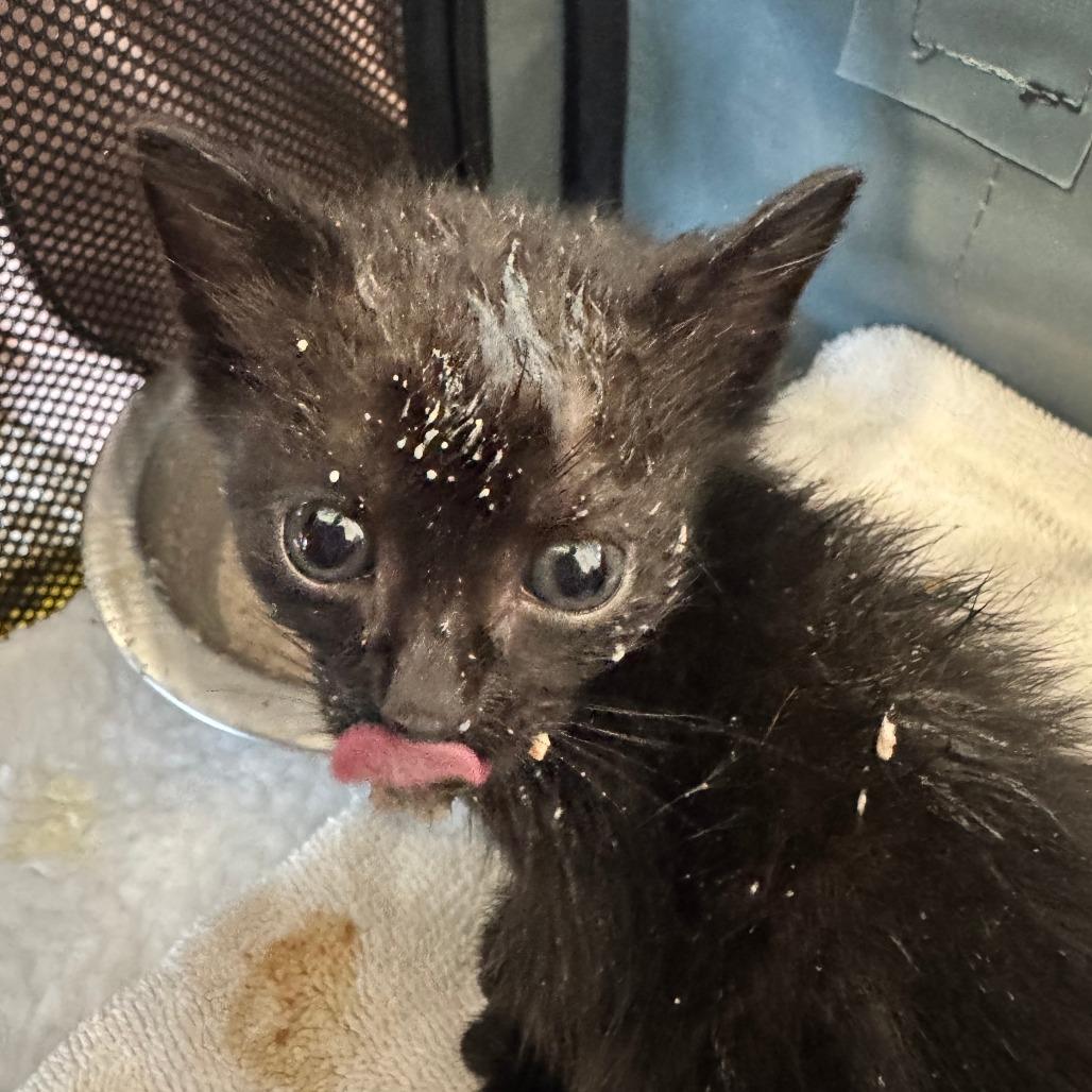 Pico, Adoptable, Kitten Male Domestic Short Hair.