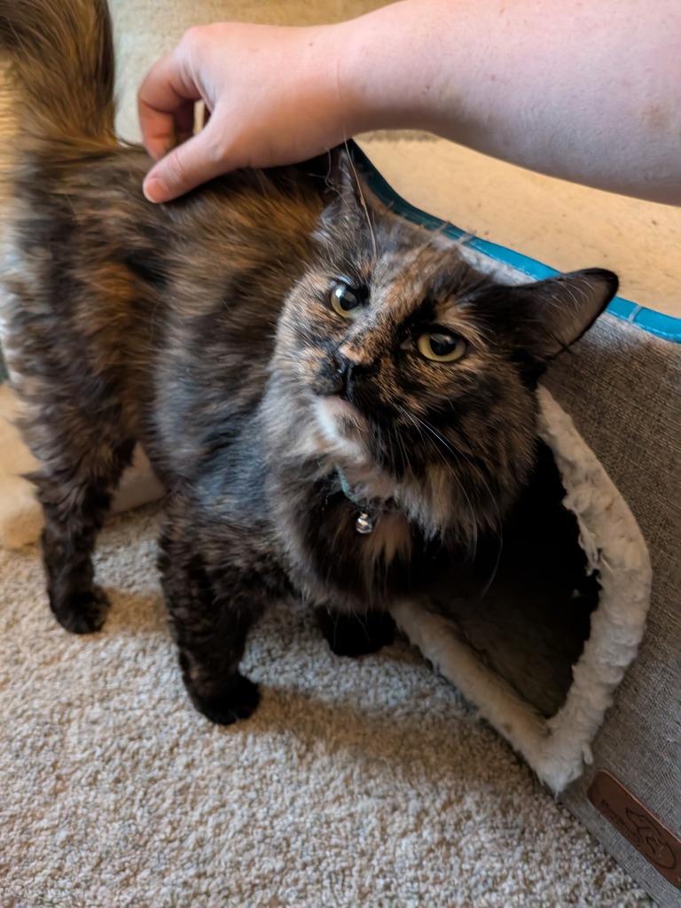 Enlarge Gypsy, a Adoptable mixed breed in Brookings, OR image 1/1