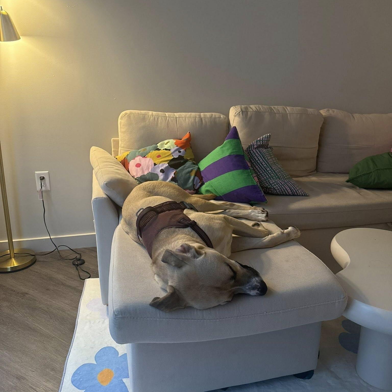 Bear (foster or adopter)