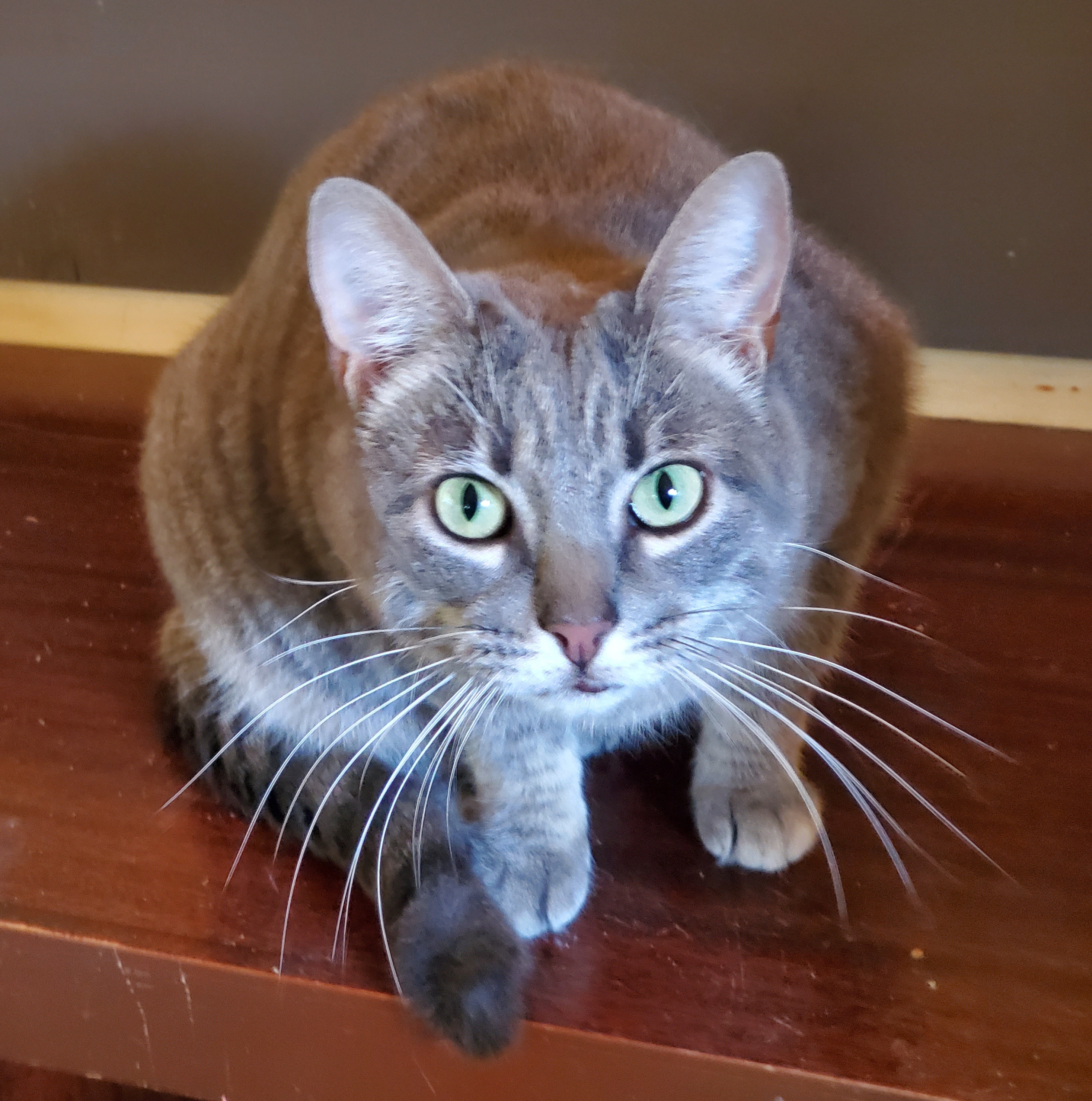 Fancy, a Adoptable Domestic Short Hair in Camden, TN image 1/6