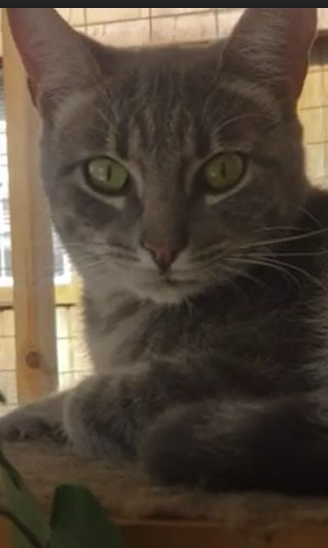 Fancy, a Adoptable Domestic Short Hair in Camden, TN image 5/6