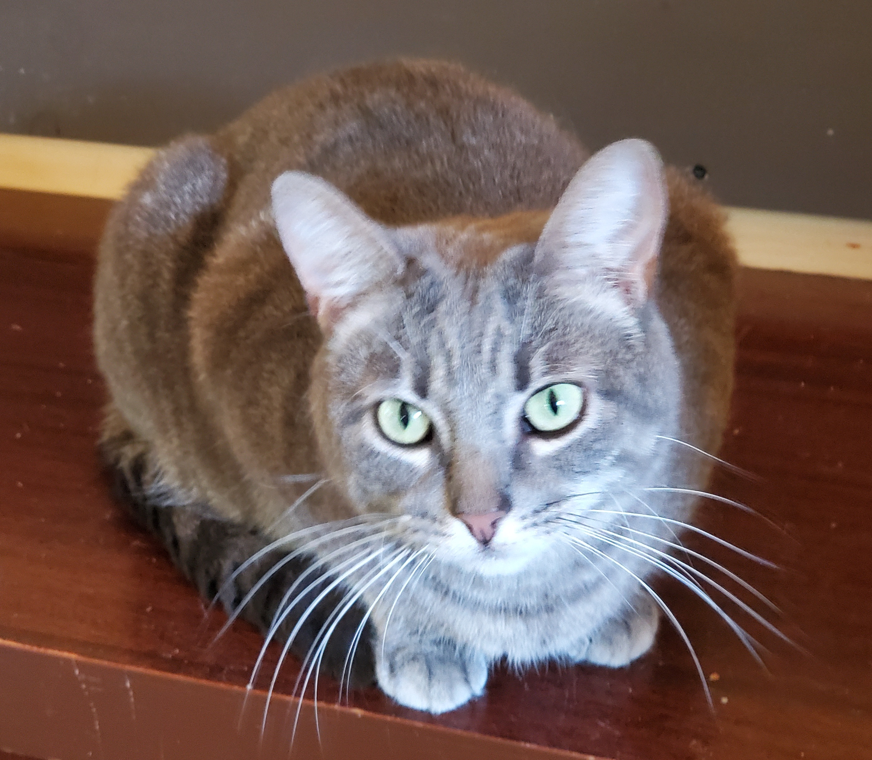 Fancy, a Adoptable Domestic Short Hair in Camden, TN image 4/6