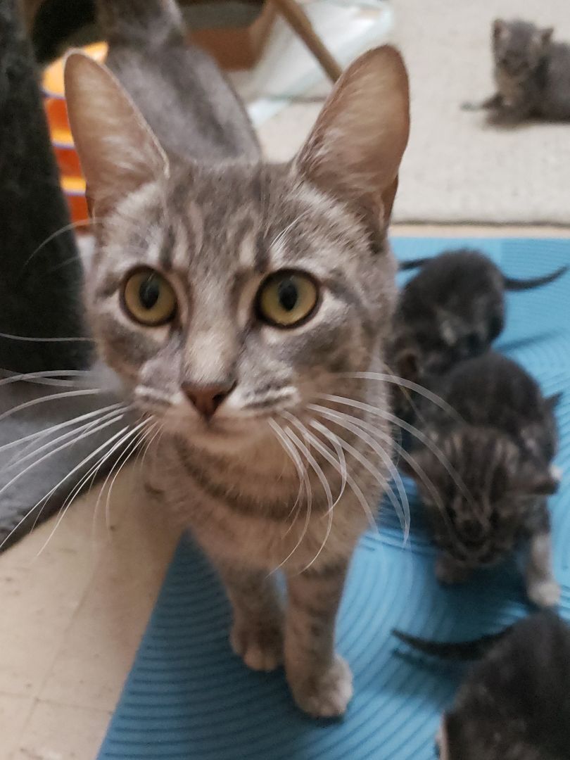 Fancy, a Adoptable Domestic Short Hair in Camden, TN image 6/6