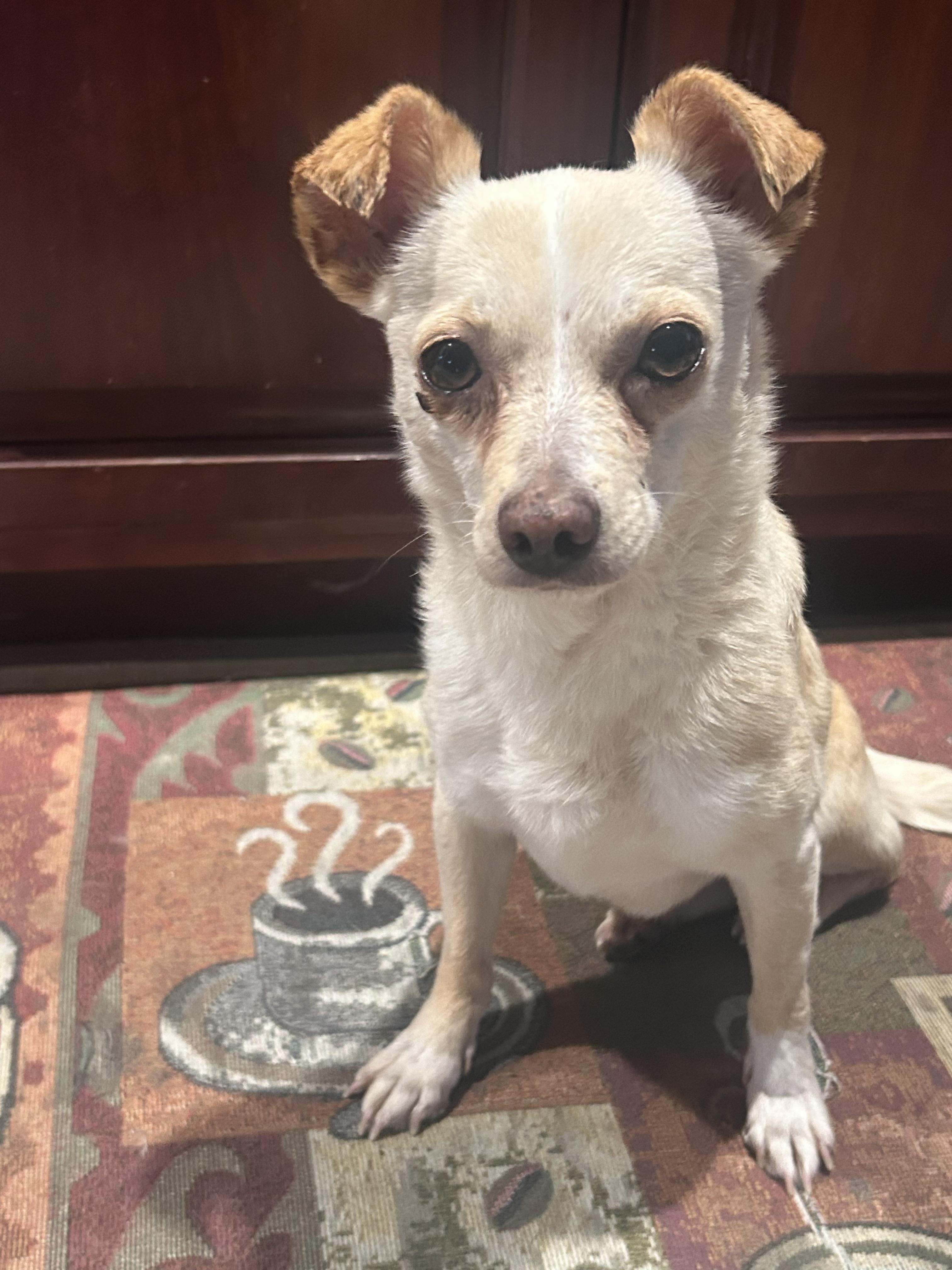 Blanca, a ADOPTABLE Chihuahua in Laguna Beach, CA image 1/4