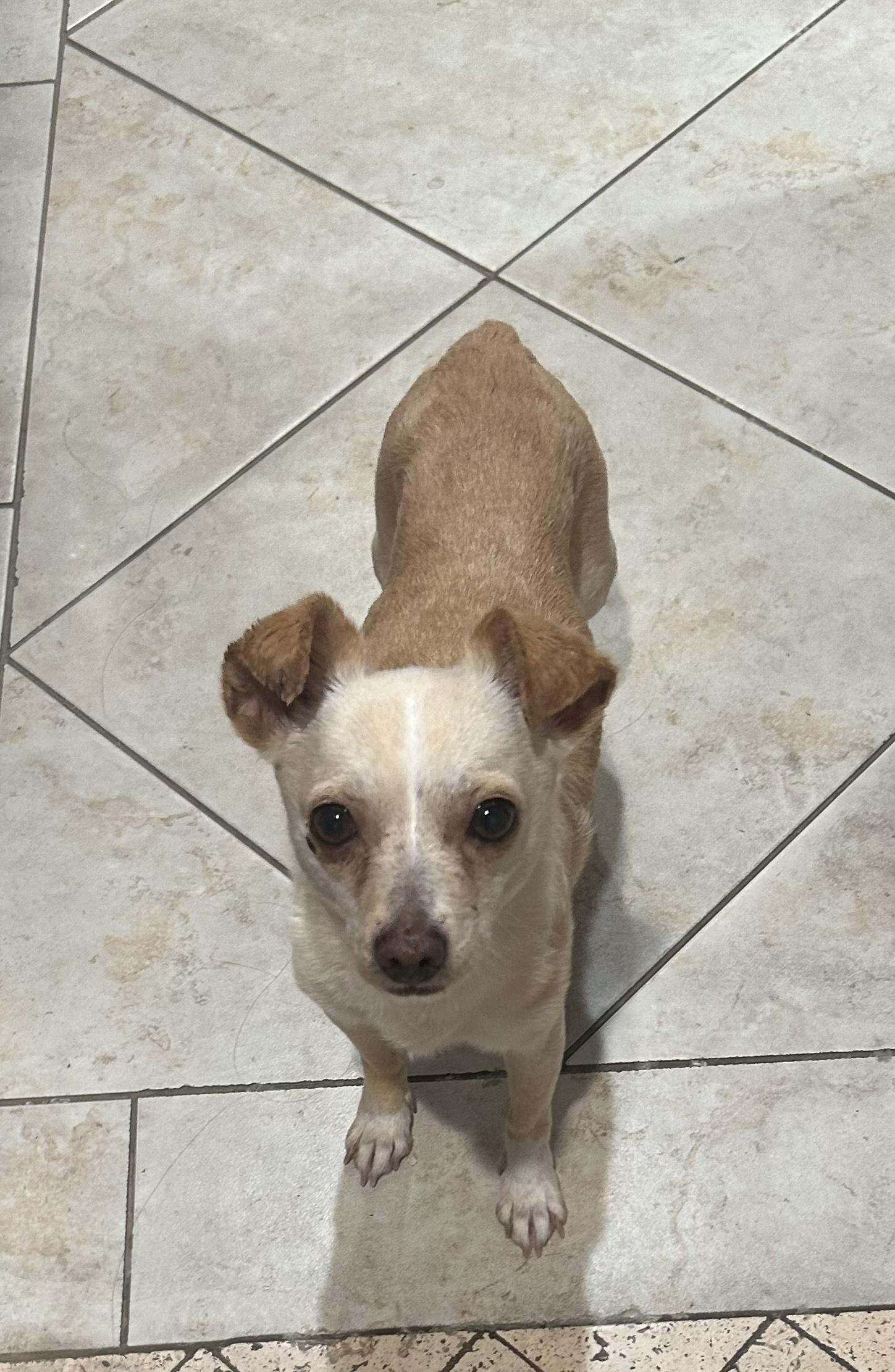 Blanca, a ADOPTABLE Chihuahua in Laguna Beach, CA image 4/4