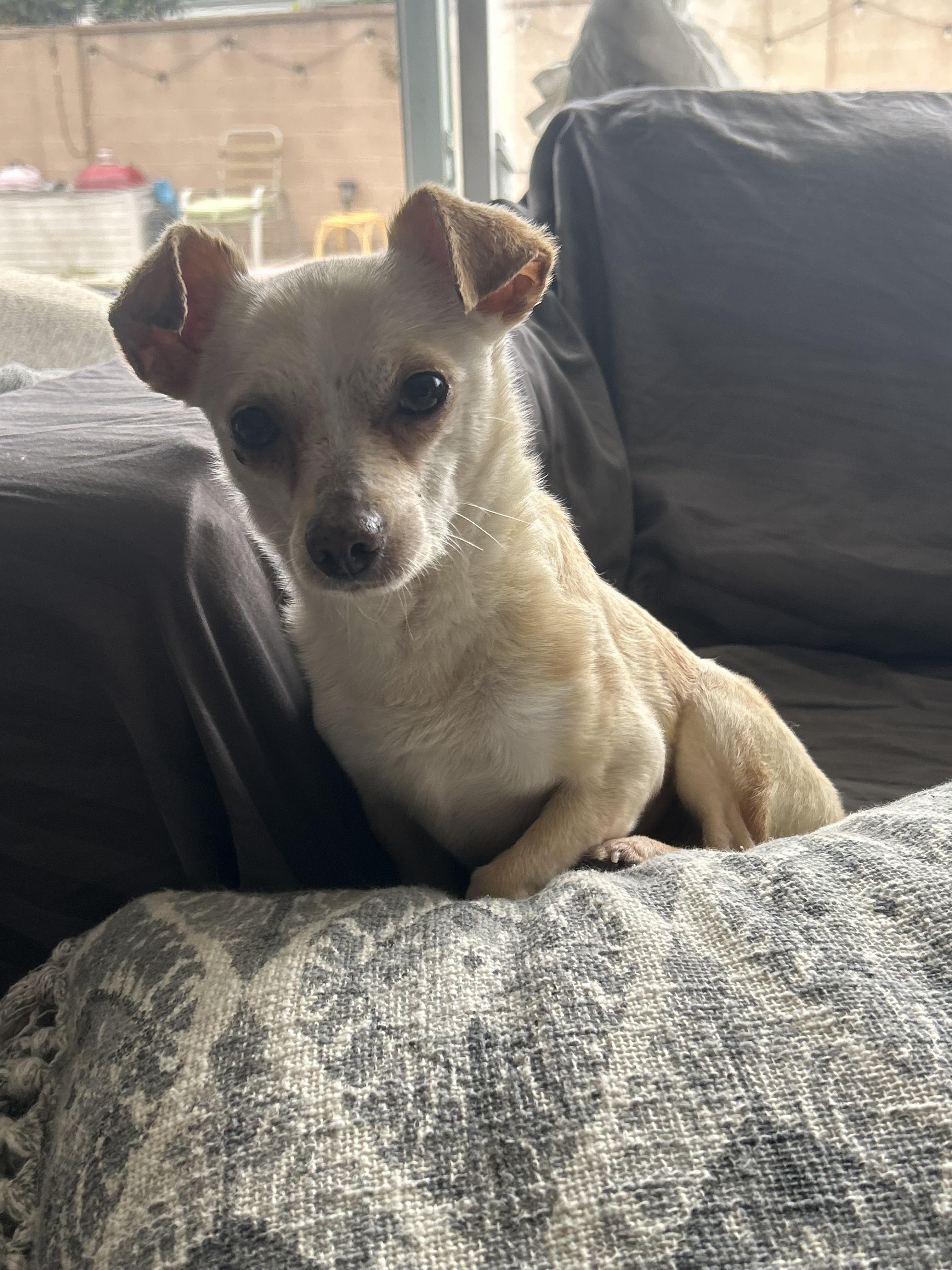 Blanca, a ADOPTABLE Chihuahua in Laguna Beach, CA image 3/4