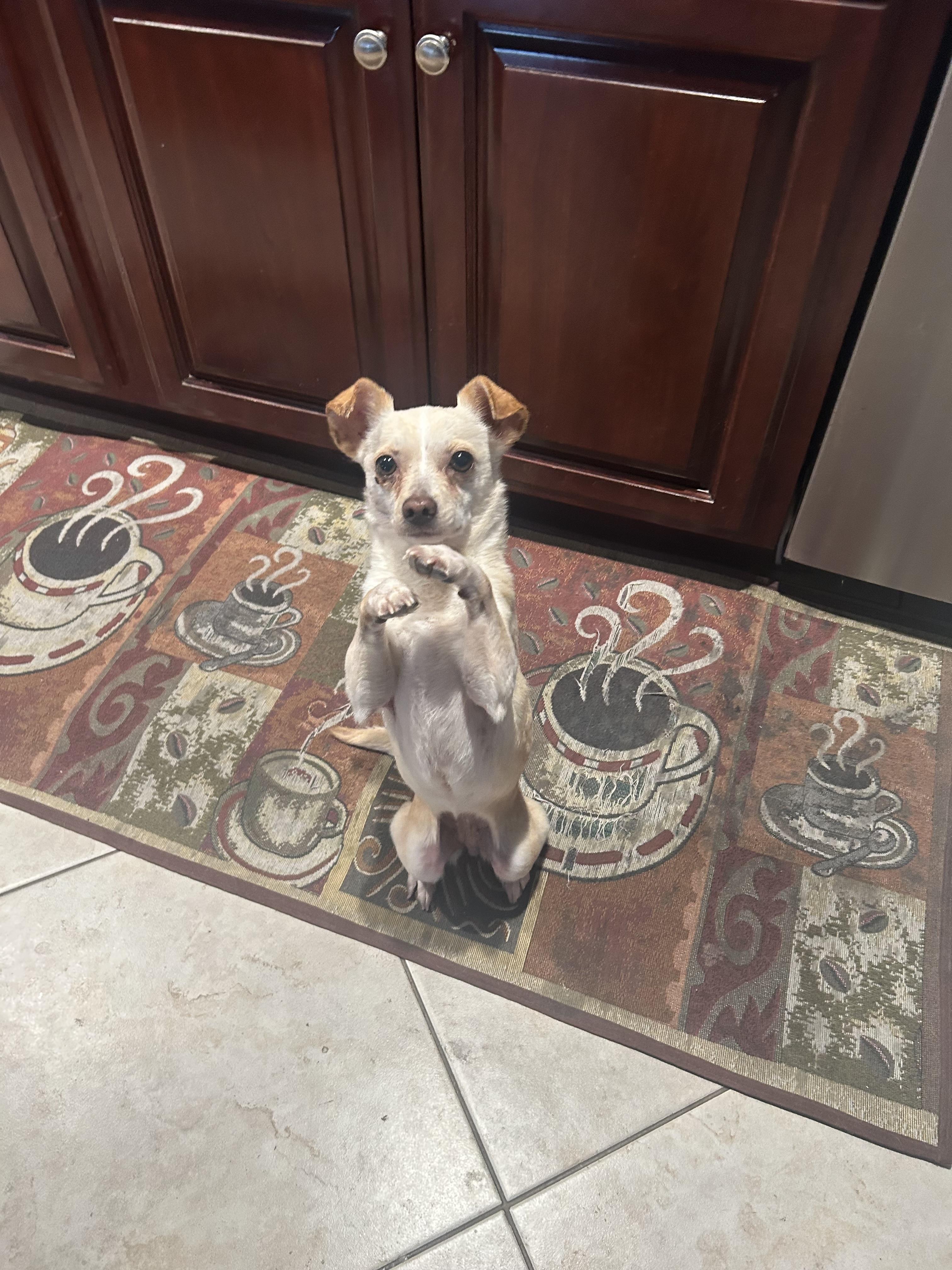 Blanca, a ADOPTABLE Chihuahua in Laguna Beach, CA image 2/4