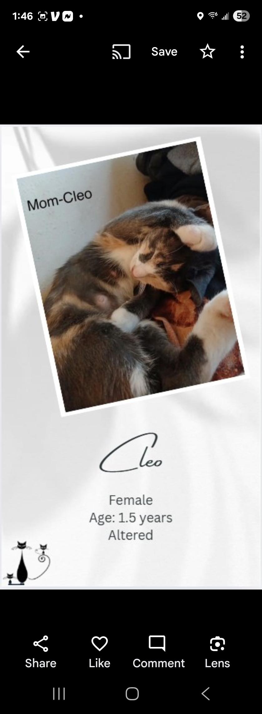 Cleo, an adoptable Domestic Short Hair in Zimmerman, MN_image-1