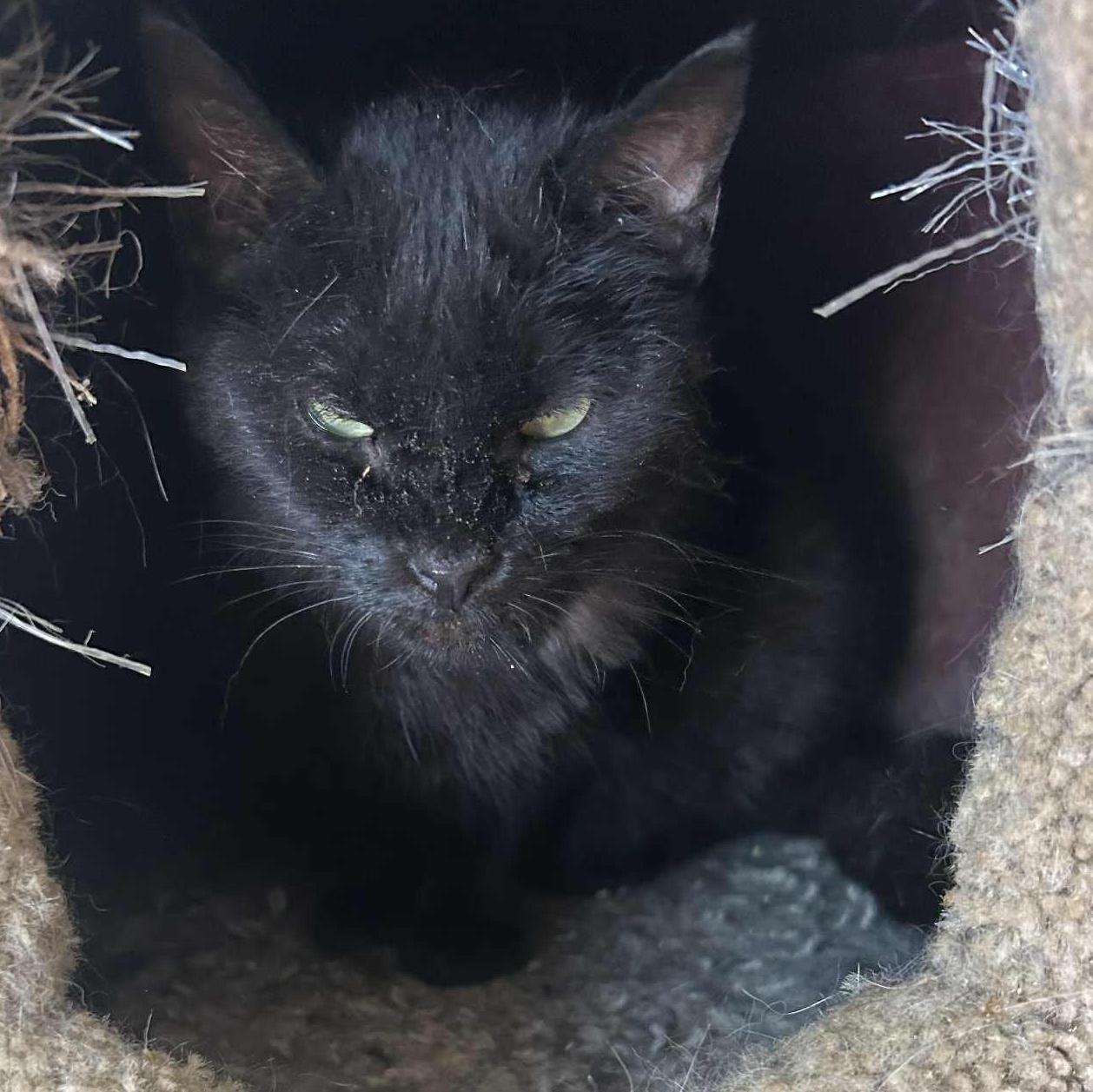 Enlarge Bethany (kitten-sized senior), an adoptable Domestic Short Hair in Huntington, NY image 3/5