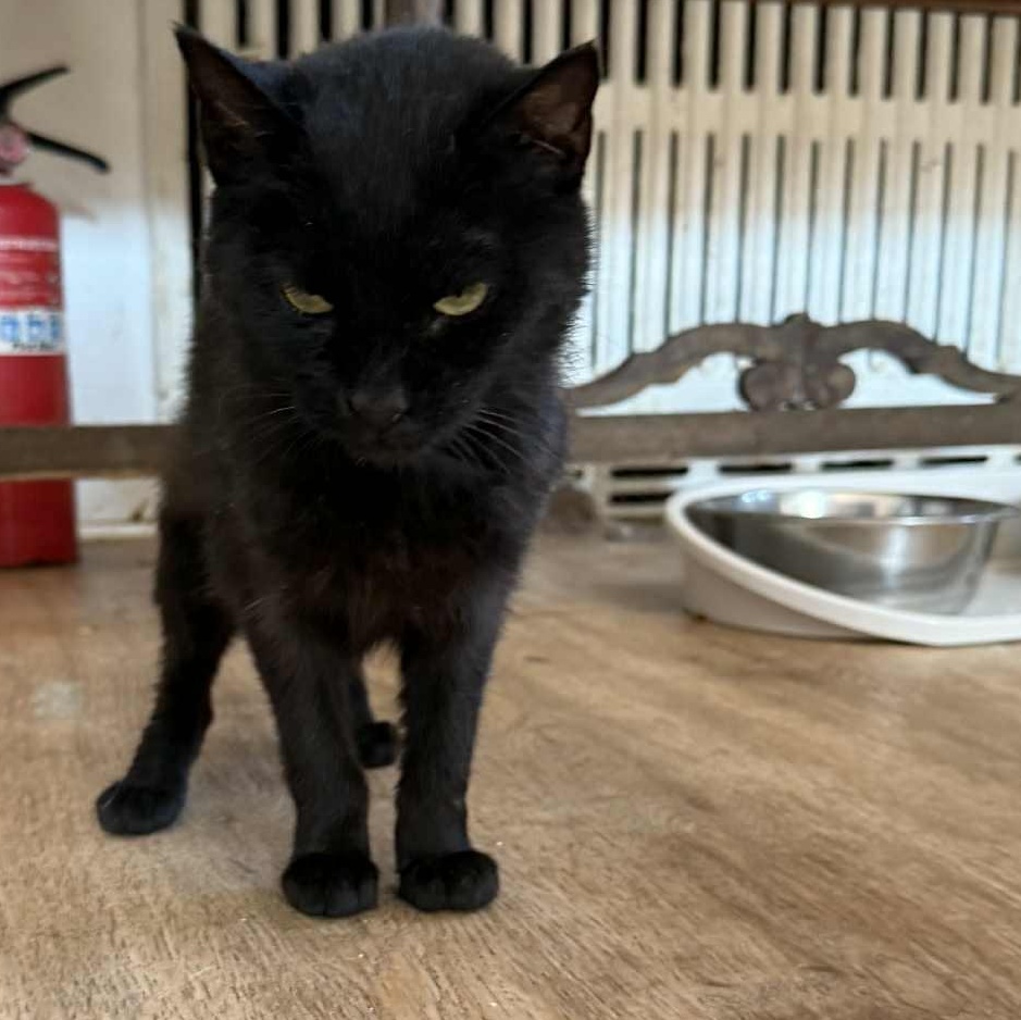 Bethany (kitten-sized senior), adoptable, Senior Female Domestic Short Hair.
