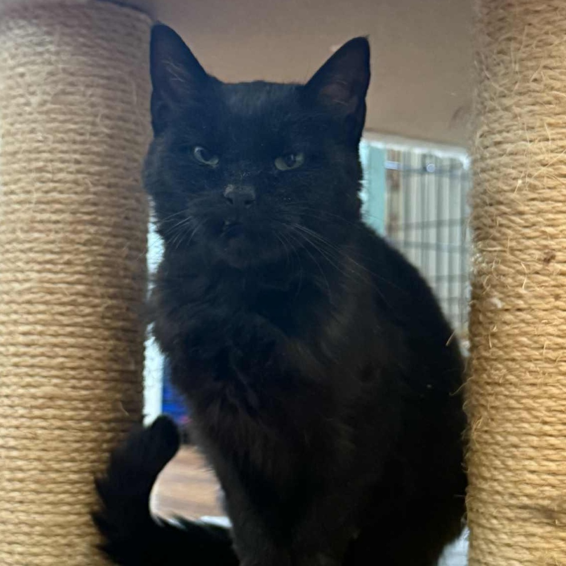 Enlarge Bethany (kitten-sized senior), an adoptable Domestic Short Hair in Huntington, NY image 5/5