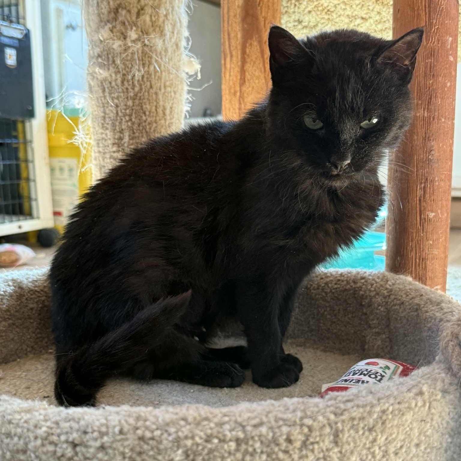 Enlarge Bethany (kitten-sized senior), an adoptable Domestic Short Hair in Huntington, NY image 2/5