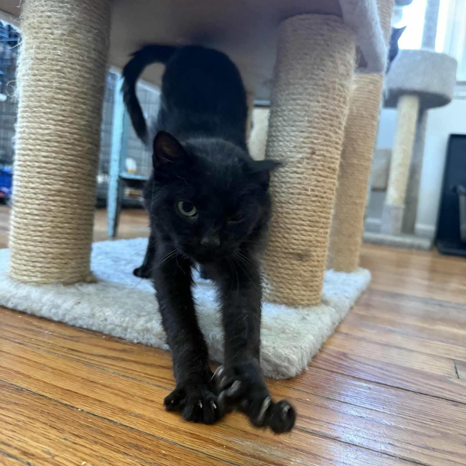 Enlarge Bethany (kitten-sized senior), an adoptable Domestic Short Hair in Huntington, NY image 4/5