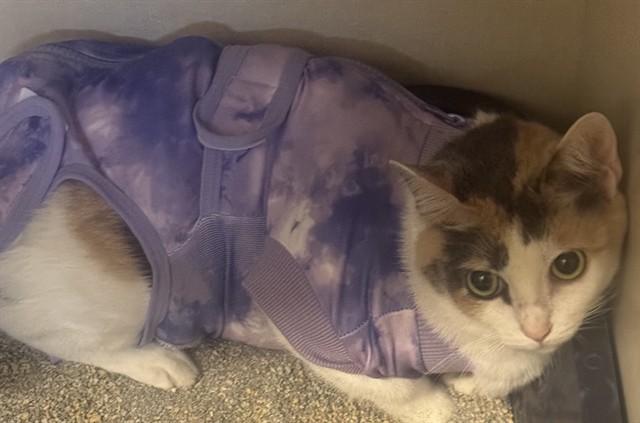 Enlarge BETTY, a Adoptable Domestic Short Hair in Forney, TX image 1/1