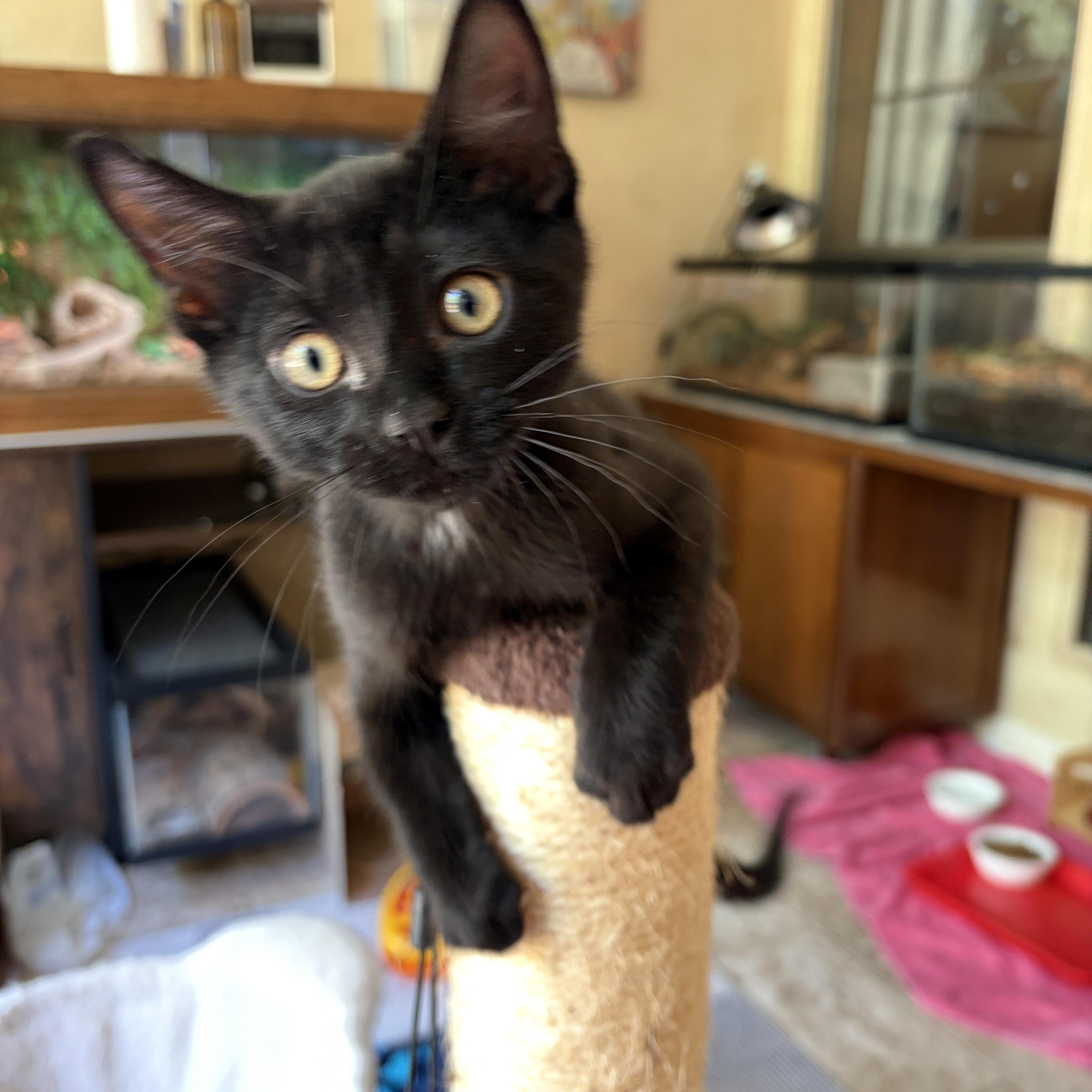 Enlarge Loni, a ADOPTABLE Domestic Short Hair in Coppell, TX image 1/3