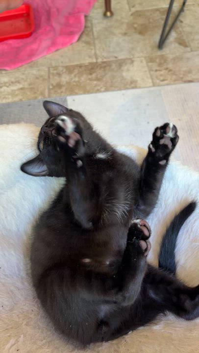 Enlarge Loni, a ADOPTABLE Domestic Short Hair in Coppell, TX video 3/3