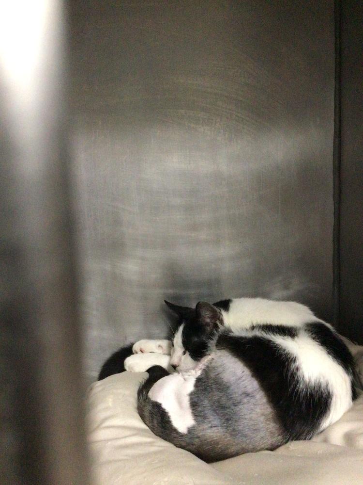 Dart, Adoptable, Young Male Domestic Short Hair.