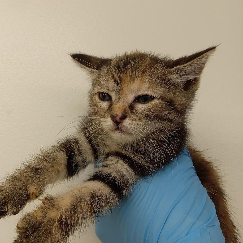 Enlarge Dr. Pepper, a Adoptable Domestic Short Hair in Ruckersville, VA image 1/1