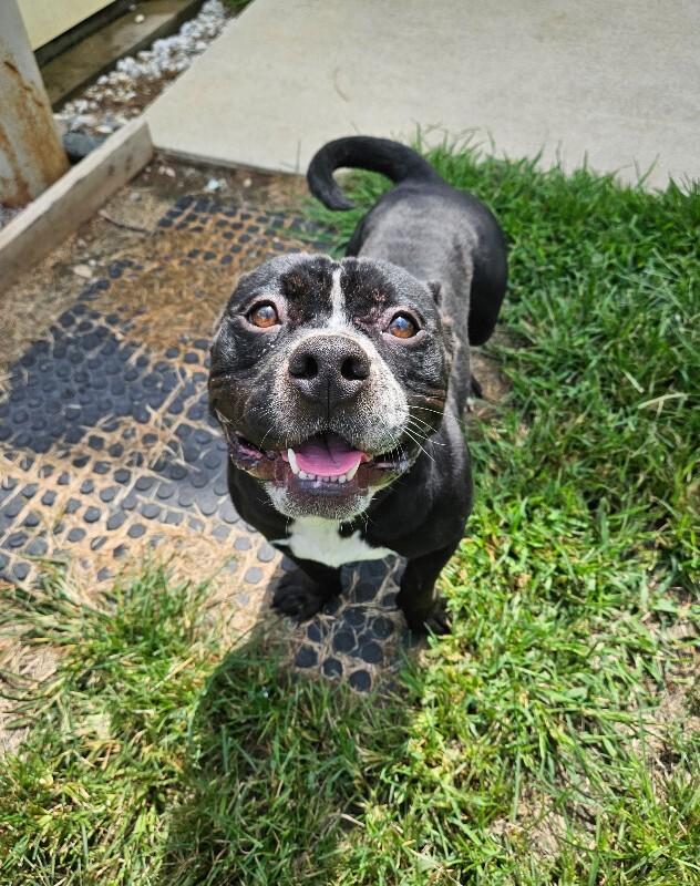 Brantley, Adoptable, Adult Male American Bulldog & Mixed Breed.