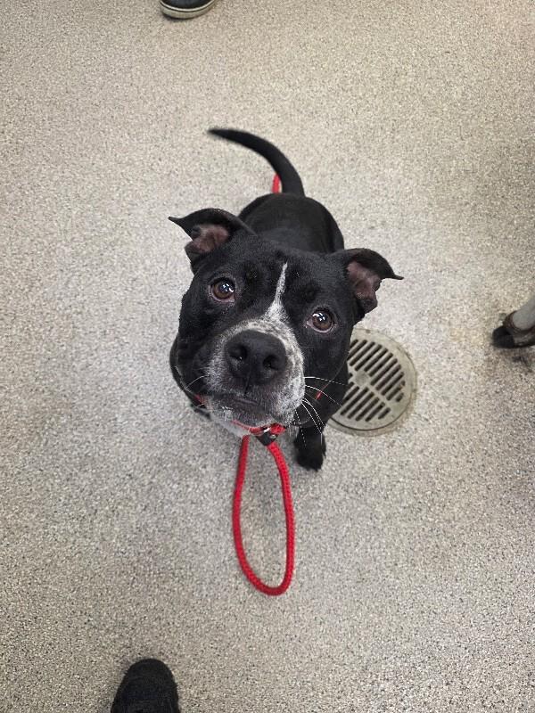 Brantley, a Adoptable mixed breed in Disputanta, VA image 2/4