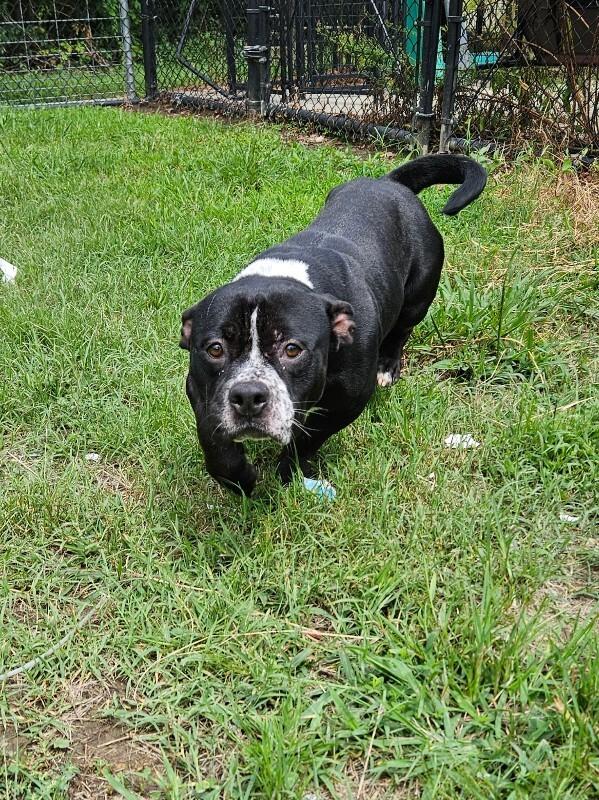Brantley, a Adoptable mixed breed in Disputanta, VA image 3/4