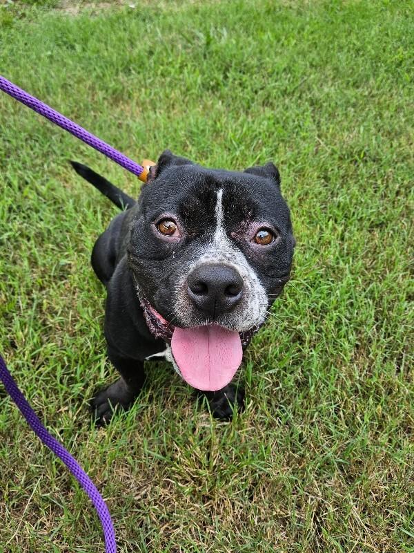 Brantley, a Adoptable mixed breed in Disputanta, VA image 4/4