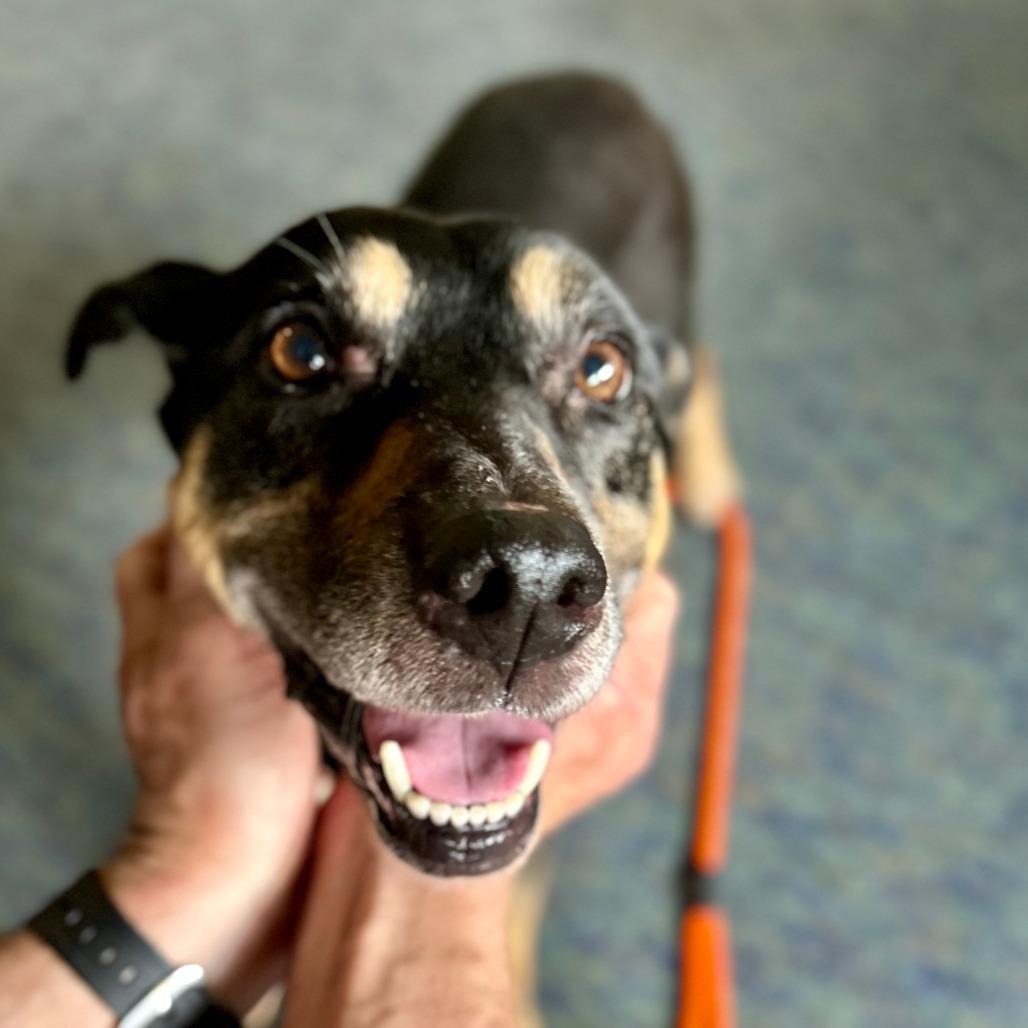 Mellow - In Foster, Adoptable, Adult Female Shepherd.