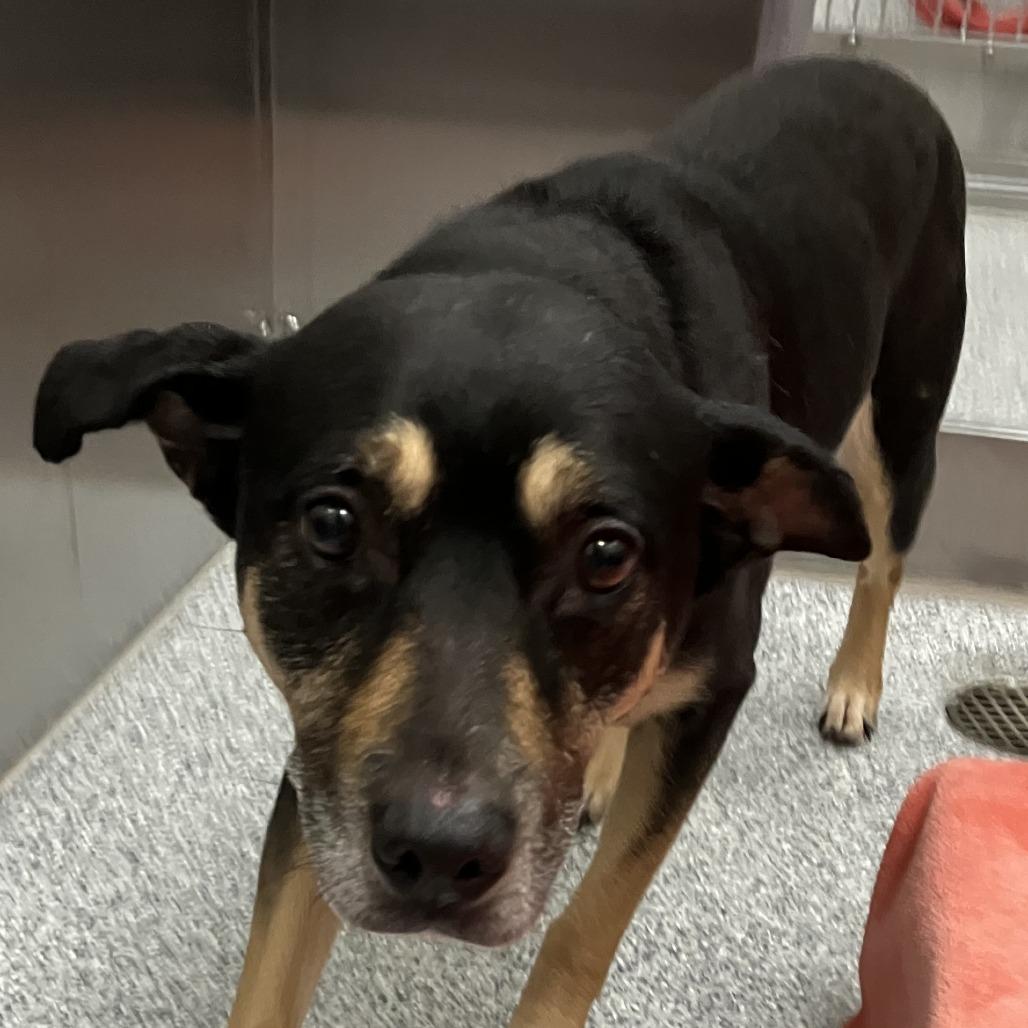 Enlarge Mellow - In Foster, a Adoptable Shepherd in Grand Rapids, MI image 2/3