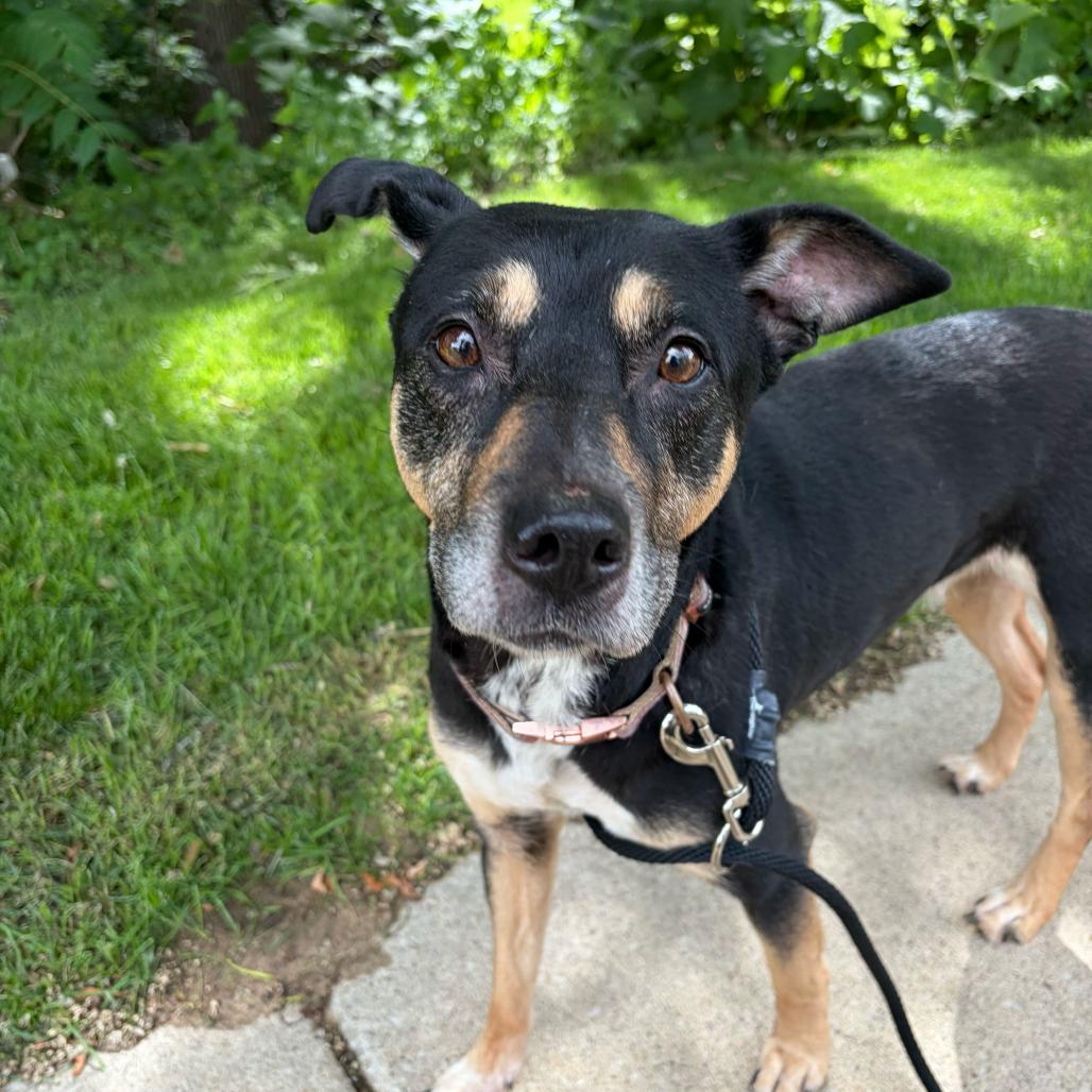 Enlarge Mellow - In Foster, a Adoptable Shepherd in Grand Rapids, MI image 3/3