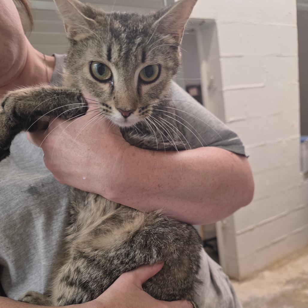 Purr-ina, Adoptable, Young Female Domestic Short Hair.