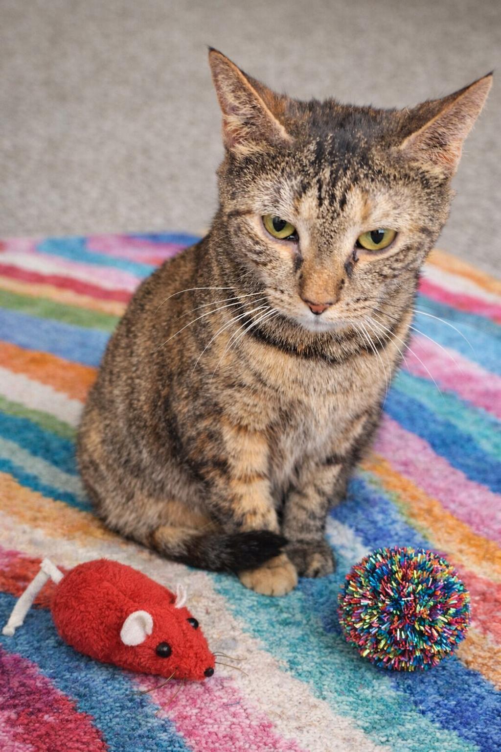 Enlarge Gretchen, a ADOPTABLE mixed breed in Buffalo, NY image 1/1