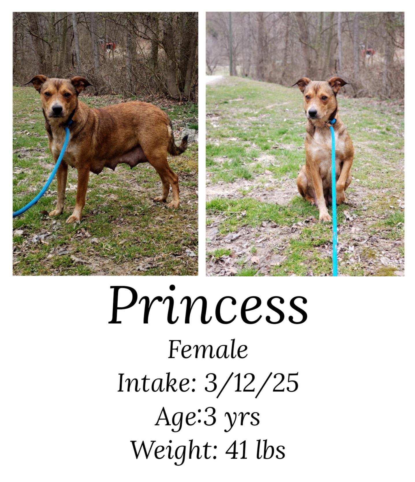 Enlarge Princess, a Adoptable mixed breed in Staffordsville, KY image 1/1